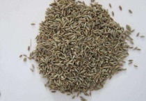 孜然是什么植物的种子