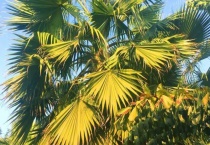 奇异的树有哪些？