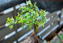 清香木怎么浇水最好？清香木怎么修剪和繁殖