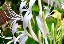 山银花与金银花的区别？ 附产地分布