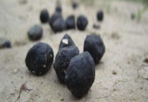 羊粪是碱性还是酸性的 羊粪有机肥是怎么制作的