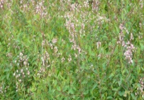 罗布麻什么时候开花 附泌蜜条件