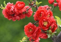 海棠插枝能活吗？