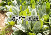 菠菜和青菜的区别？