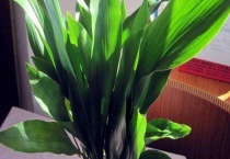 一叶兰开花吗？