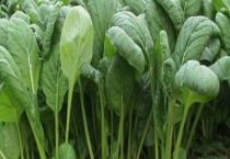 小松菜是不是油菜 小松菜和油菜有什么区别？？