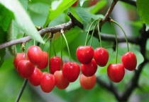 樱桃几月份成熟采摘