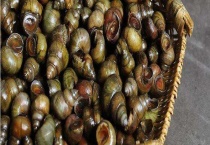 田螺的繁殖方法 附田螺的生活习性