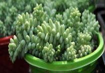 常见的多肉植物怎么养？多肉植物主要指什么植物