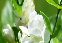 如何自制茉莉花肥？附自制茉莉花浸泡液肥