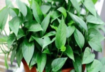 绿萝吊兰的养殖方法 附生理特征