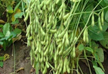 阳台上可以种毛豆吗？