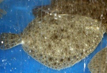 多宝鱼的养殖前景 附养殖效益