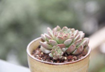 多肉植物的种类有哪些？