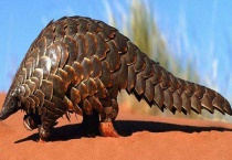 穿山甲吃什么 分布在哪