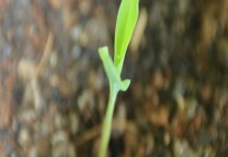 联创825玉米品种介绍