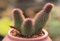 暖气屋里太干燥多肉植物怎么办？