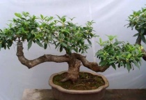 盆栽四季桂花好养吗？