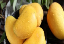 芒果什么时候成熟？产地在哪里 生长环境条件如何