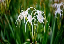 文殊兰和水鬼蕉的区别？ 附简介