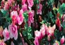 茶花繁殖技术 扦插、嫁接、芽插怎么操作