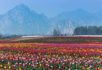 驻马店郁金香园在哪