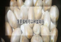 菠萝蜜核可以种盆栽吗？