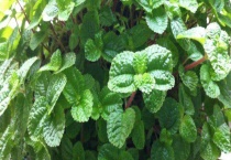 薄荷驱蚊子吗？