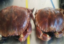 黄道蟹和面包蟹有什么不同 附食用黄道蟹简介