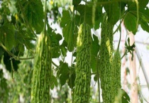 苦瓜什么时候传入中国？附吃苦瓜有什么好处