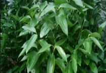 平安树的浇水方法 附生长习性及养殖多久？