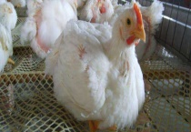 肉鸡品种哪个好 不同品种的特点不同