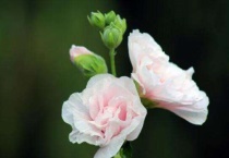 芙蓉花有毒吗？