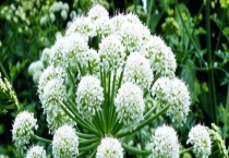 白芷种植时间 附白芷的播种多久？