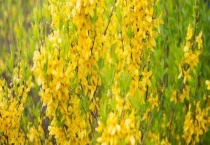 连翘种植几年可收益