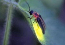 萤火虫寿命