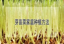 芽苗菜家庭种植多久？