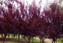 红叶李是樱花吗？