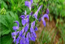 丹参蜜 具体介绍