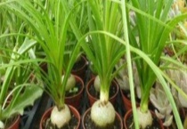 酒瓶兰烂根怎么救 有以下四个方面