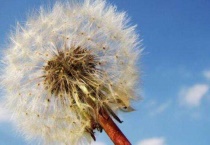 蒲公英是不是蓟类植物