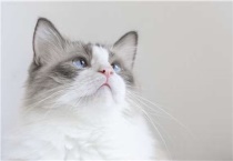 猫可以吃巴沙鱼吗？