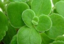 碰碰香能在卧室放吗？