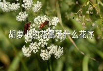 胡萝卜的花属于什么花序