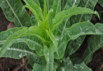 莴笋什么时候成熟