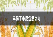 羊得了小反刍怎么办？