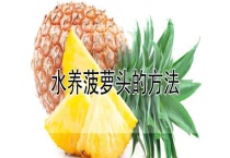 水养菠萝头的多久？