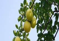 香泡树和香橼树有什么不同 从叶片、果实、气味等方面来区分