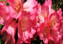 杜鹃花冬天落叶吗 落叶的原因是什么？