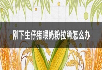 刚下生仔猪喂奶粉拉稀怎么办？